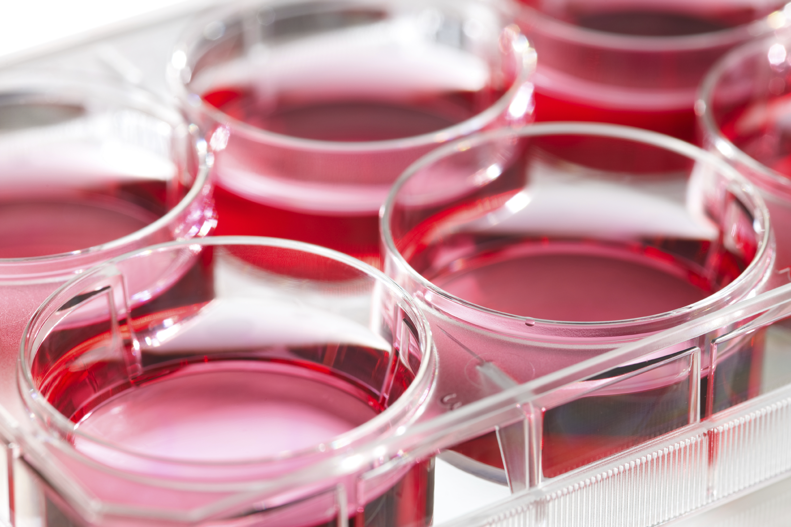 Removing Protein from Cell Culture Containers - TechNotes