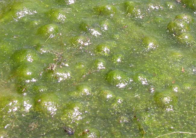 Algae Wikicommons