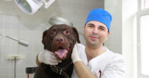 vet and dog