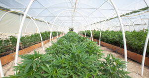 Cannabis