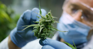 cannabis plant