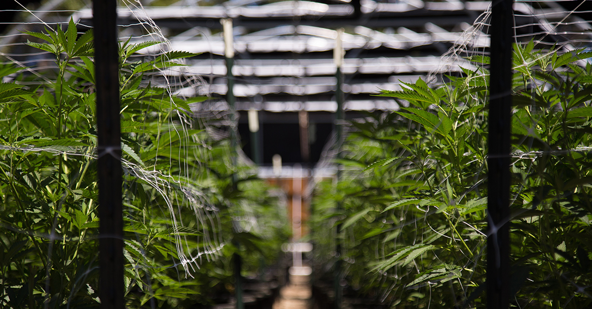 Cannabis Cultivation Facility
